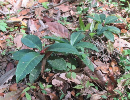 brazilian pepper plant small pups